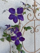 18th Oct 2022 -  Clematis at home
