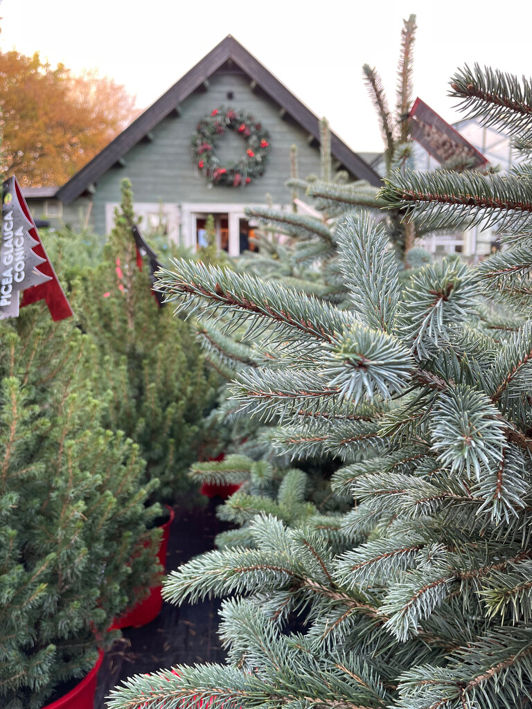 Christmas Trees for Sale by 365projectmaxine