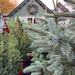 Christmas Trees for Sale by 365projectmaxine