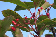 18th Nov 2022 - Red robin berries