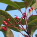 Red robin berries
