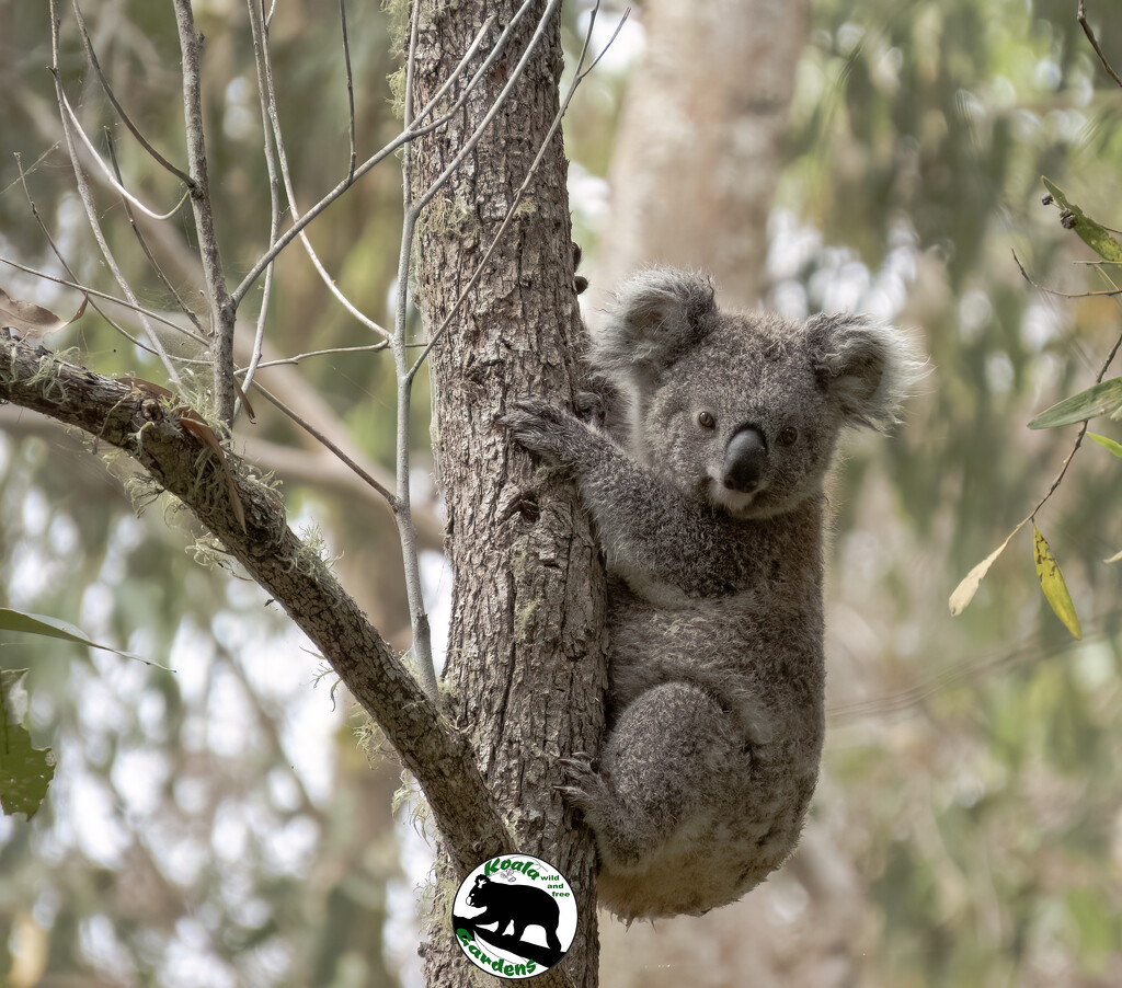 finding Hope by koalagardens