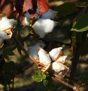 19th Oct 2022 - Autumn Cotton 