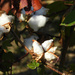 Autumn Cotton  by homeschoolmom