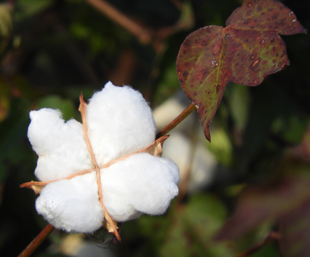Fields of cotton by homeschoolmom
