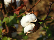 19th Oct 2022 - Cotton rose