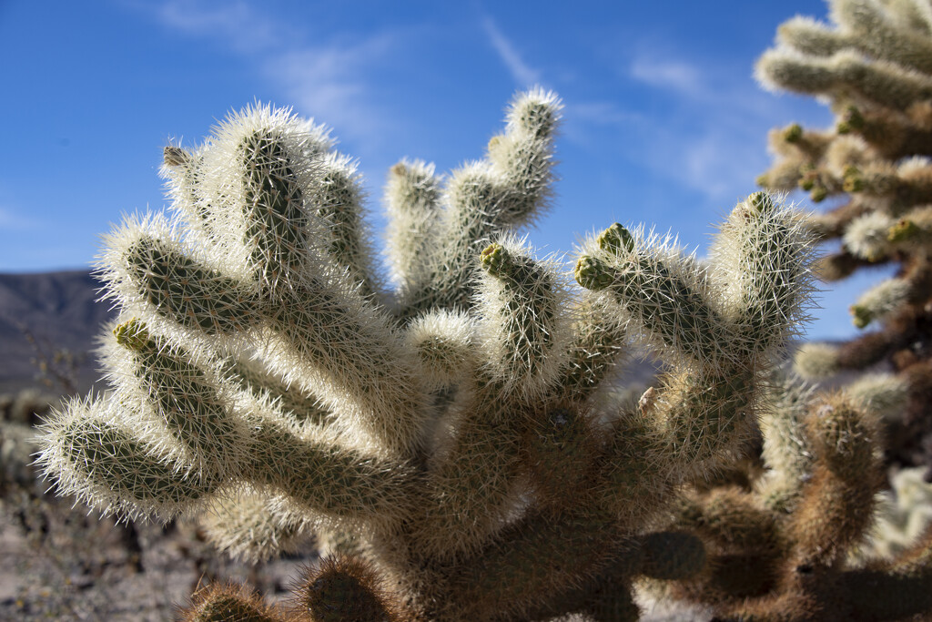 Cholla Cactus, Joshua Tree by epcello
