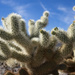 Cholla Cactus, Joshua Tree