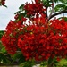 Poinciana Trees in Full Bloom ~ by happysnaps