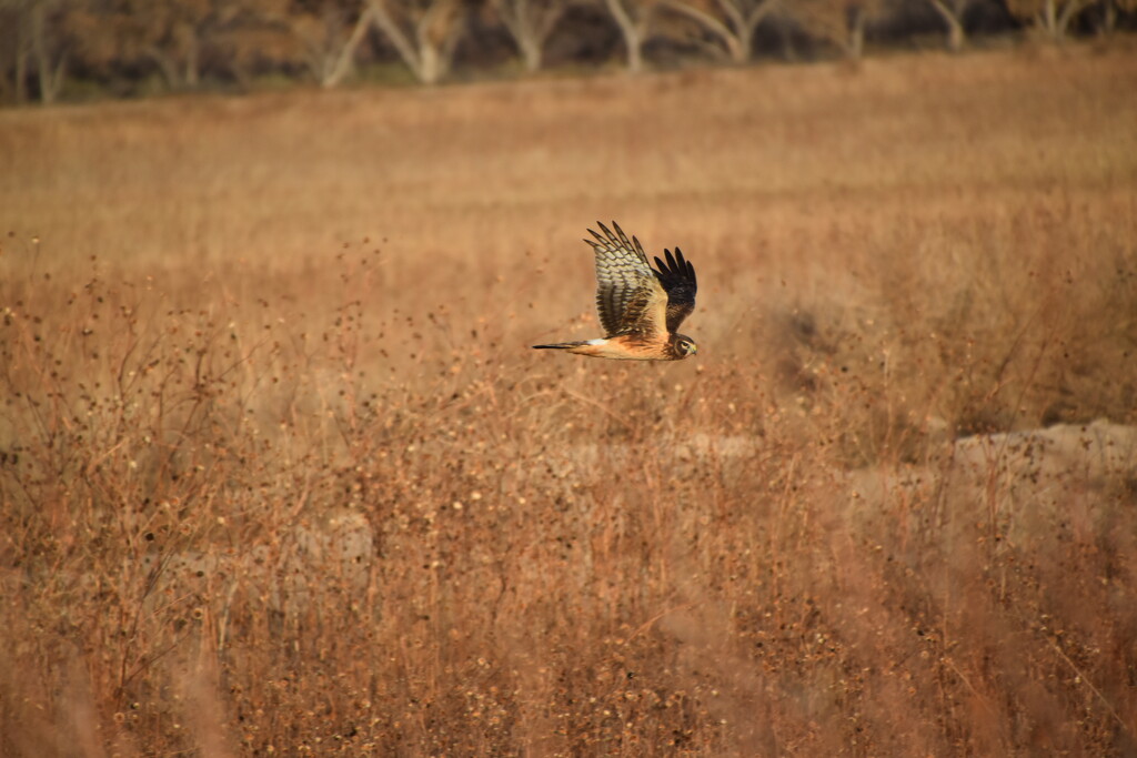 Hawk on the hunt. by bigdad