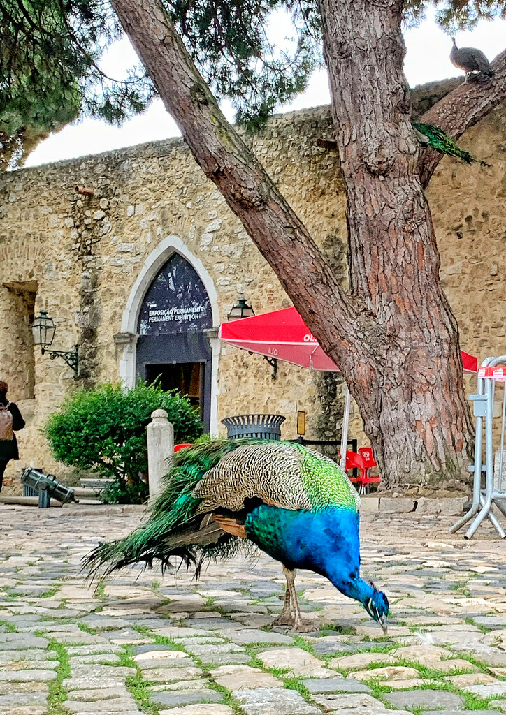 Peacock  by cocobella