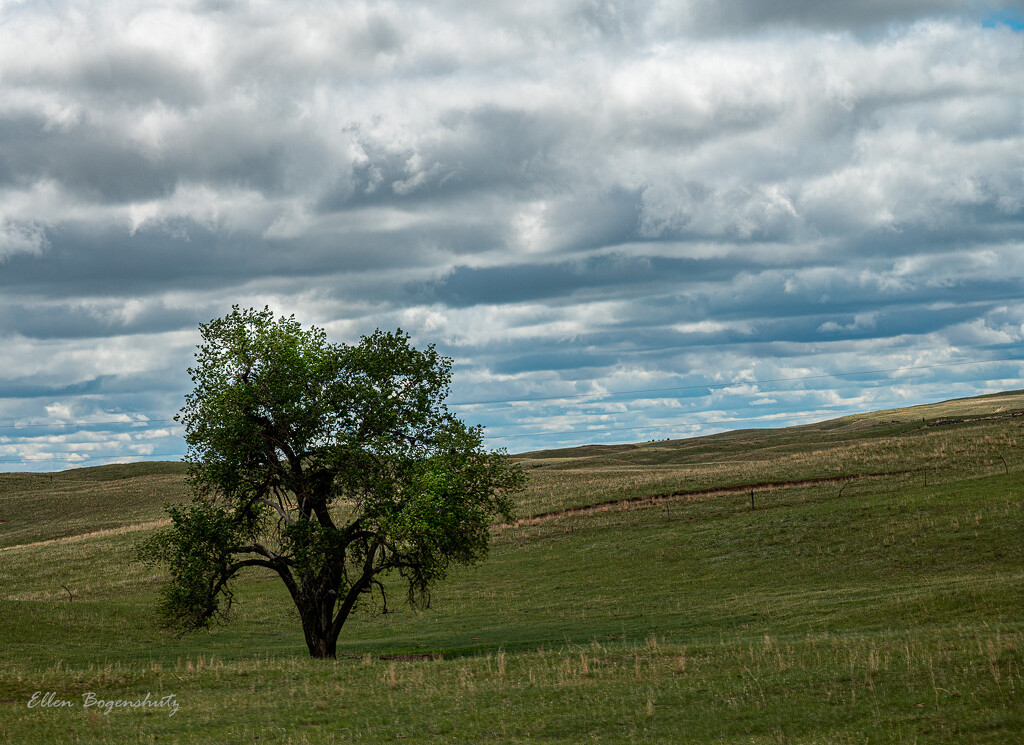 Tree in a Meadow by theredcamera