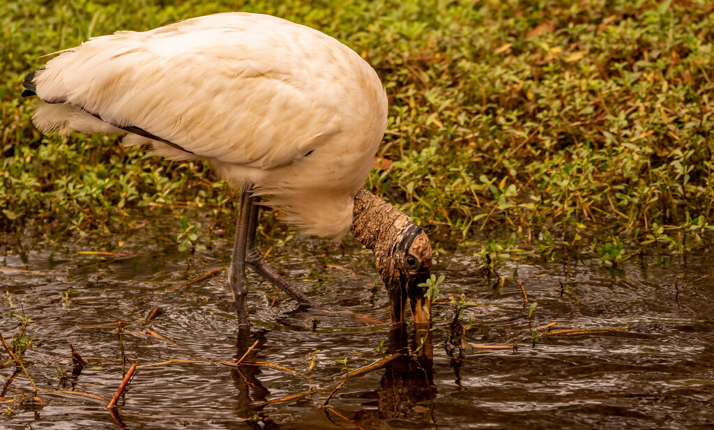 Woodstork Looking for a Bite to Eat! by rickster549