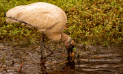 26th Nov 2022 - Woodstork Looking for a Bite to Eat!