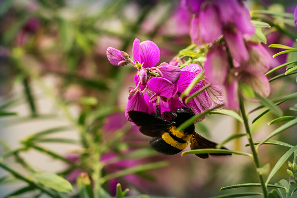 Carpenter Bee by ludwigsdiana