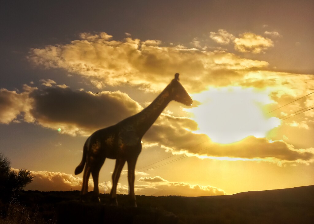 Sunset Giraffe  by salza