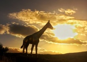 26th Nov 2022 - Sunset Giraffe 