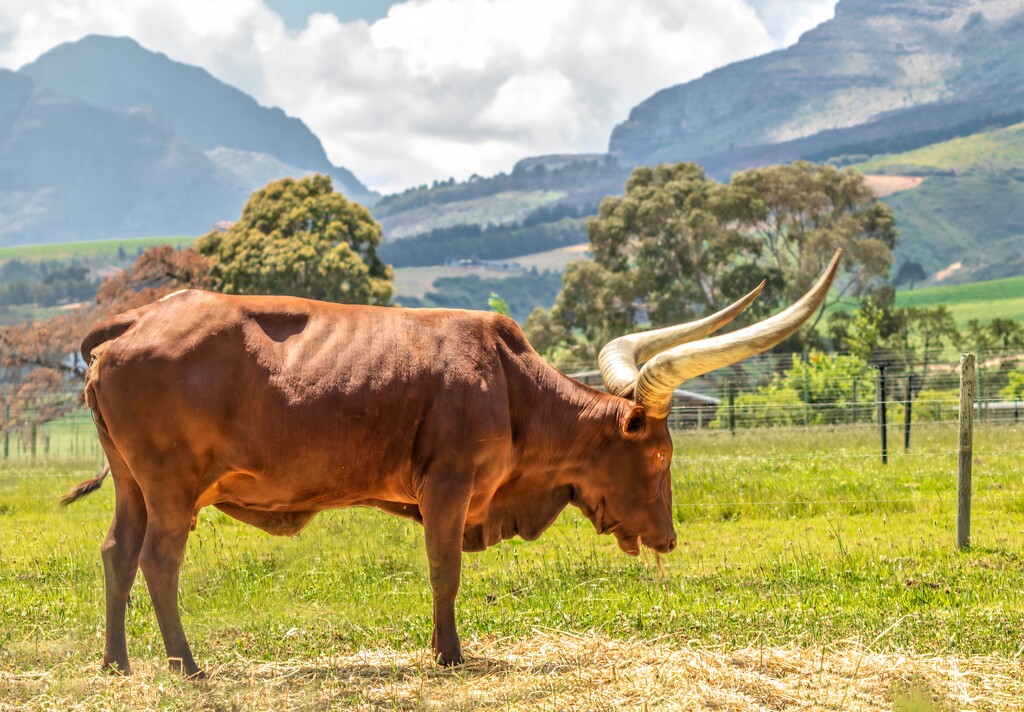 Ankole cow grazing by ludwigsdiana