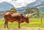 27th Nov 2022 - Ankole cow grazing