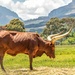 Ankole cow grazing