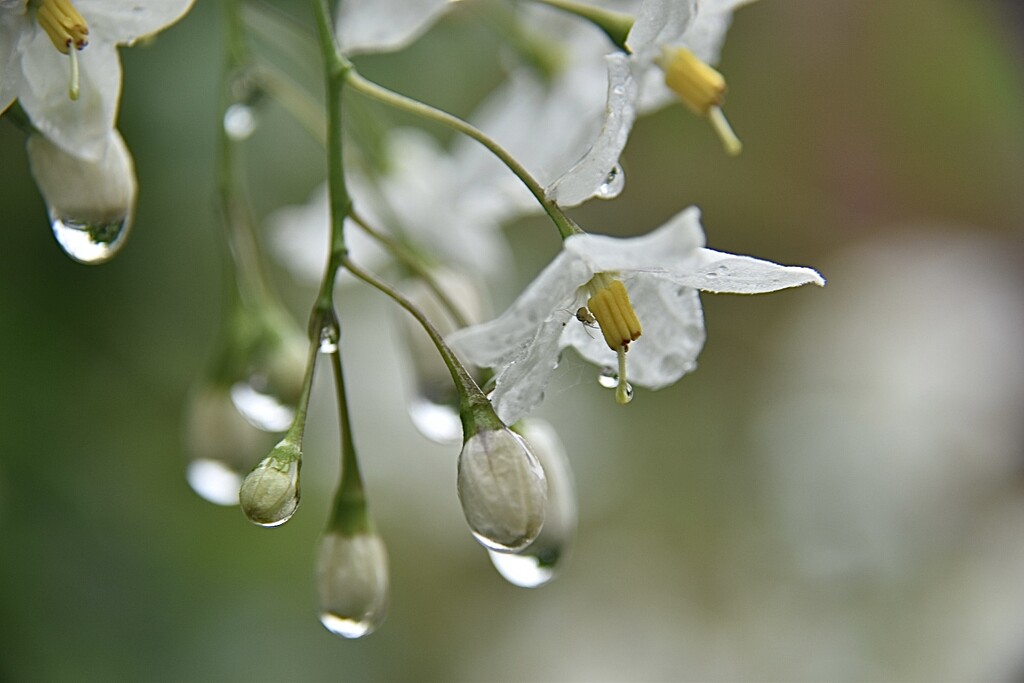 Jasmine in the rain by wakelys