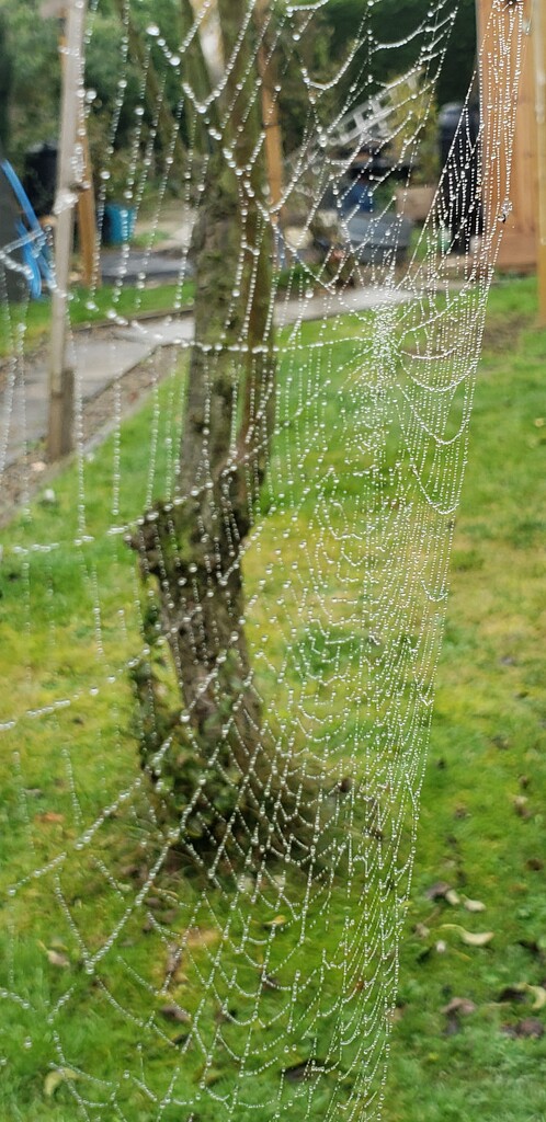 Spiders Web  by shine365