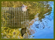 27th Nov 2022 - Moorhen And Reflections
