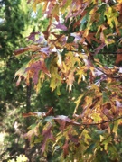 29th Nov 2022 - Eastern red oak leaves - just turn brown and fall...