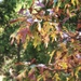 Eastern red oak leaves - just turn brown and fall... by marlboromaam
