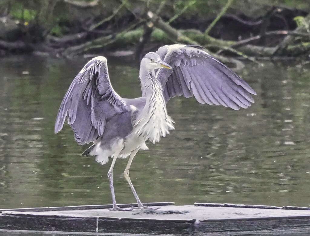 Landing Heron. by tonygig