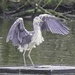 Landing Heron. by tonygig