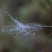 A Small Web by dkellogg