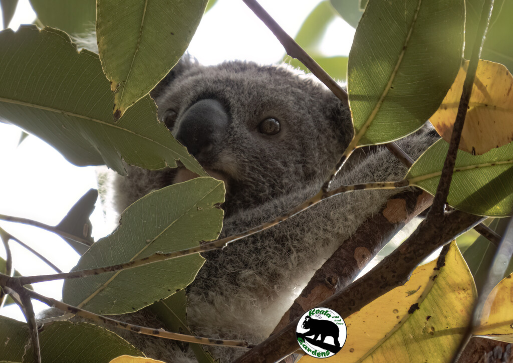 sneaking a peek by koalagardens