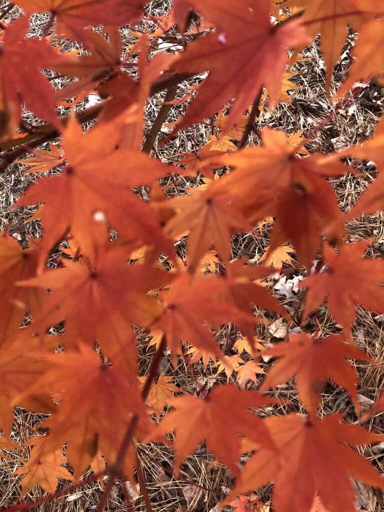 Japanese maple autumn glory by dianemhall
