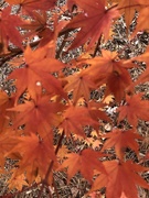 23rd Nov 2022 - Japanese maple autumn glory