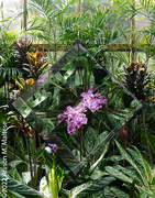 27th Nov 2022 - At the Orchid Photography Show