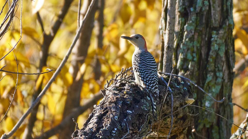330-365 woodpecker by slaabs