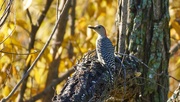 27th Nov 2022 - 330-365 woodpecker