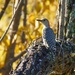 329-365 woodpecker