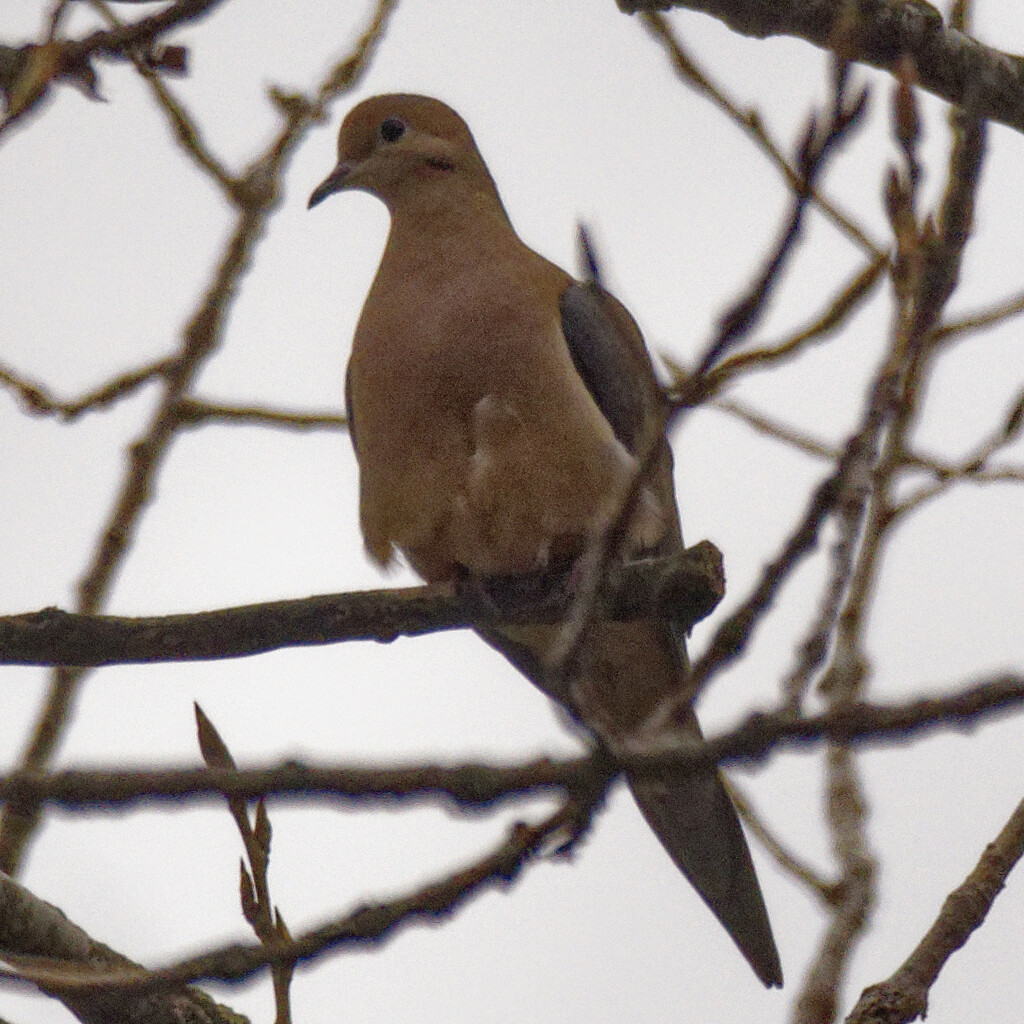 mourning dove 61 by rminer