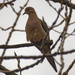 mourning dove 61