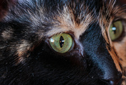 26th Nov 2022 - cat eye