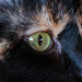 cat eye by aecasey