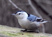 11th Nov 2022 - White-breasted Nuthatch