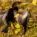 Anhinga Drying the Wings! by rickster549