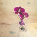 Wabi Sabi Orchid by myhrhelper