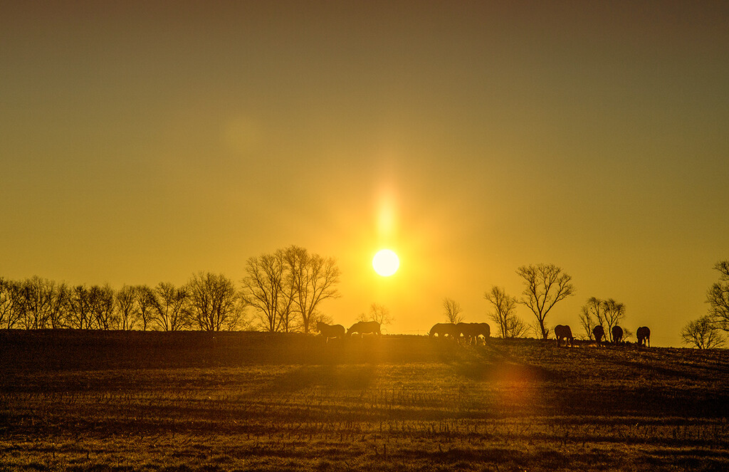 Sunrise on the Farm by pdulis