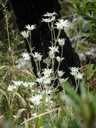 19th Oct 2022 - Flannel Flowers