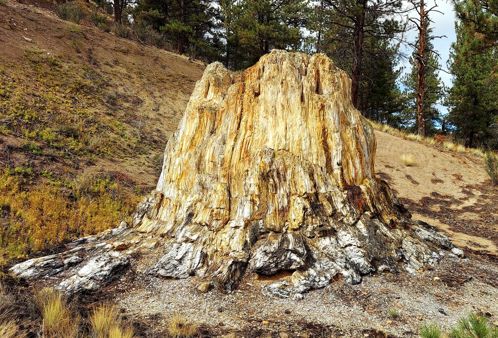 Petrified Tree Stump by harbie