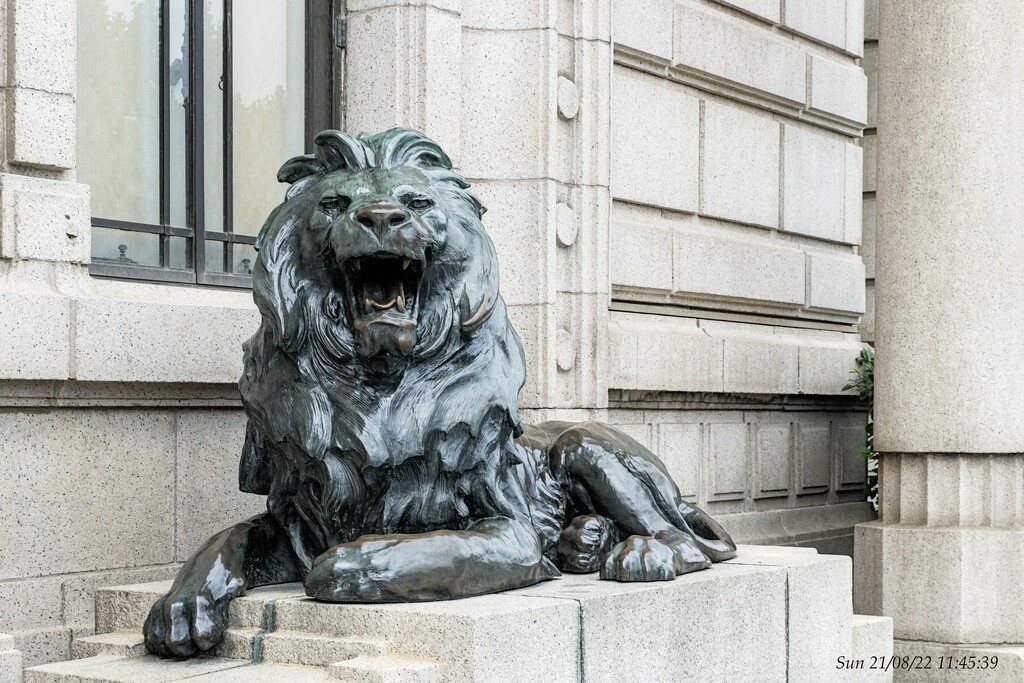 Lion Statue by wh2021